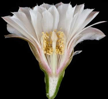 Gymnocalycium heuschkelianum